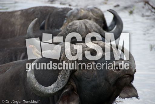 Afrikanischer Büffel (53 von 102).jpg